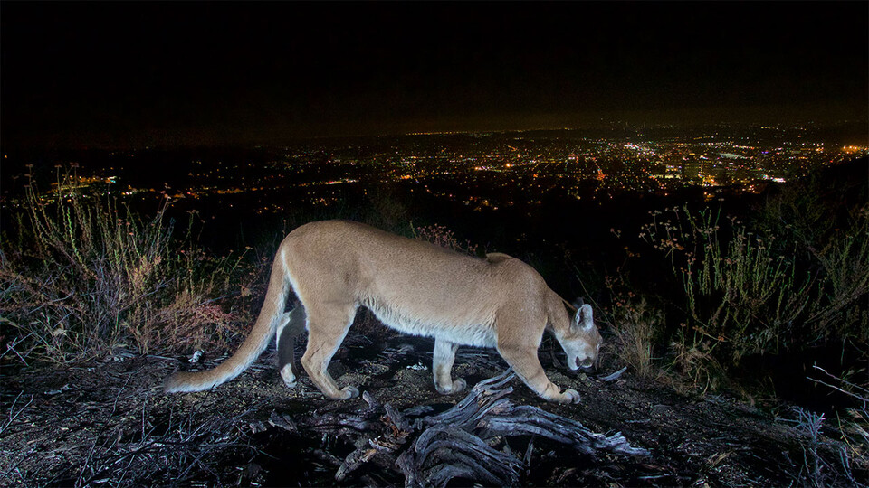 Living in Mountain Lion Country